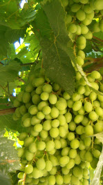 Grapes, Castellammare del Golfo, Sicily